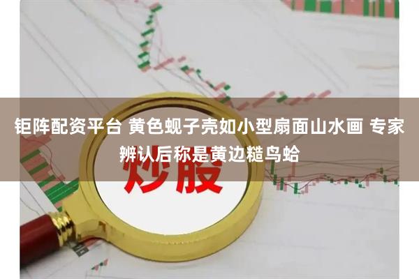 钜阵配资平台 黄色蚬子壳如小型扇面山水画 专家辨认后称是黄边糙鸟蛤